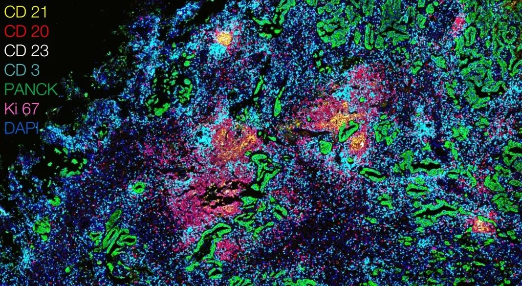 昌江昌江蔡司显微镜